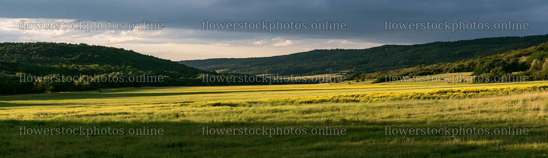 Hungarian meadow near wooded valley during sunset – flower stock photos 14762x4268