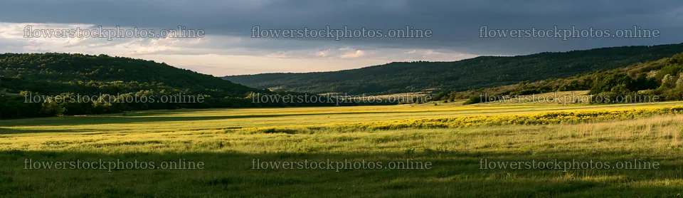 Hungarian meadow near wooded valley during sunset – flower stock photos 14762x4268