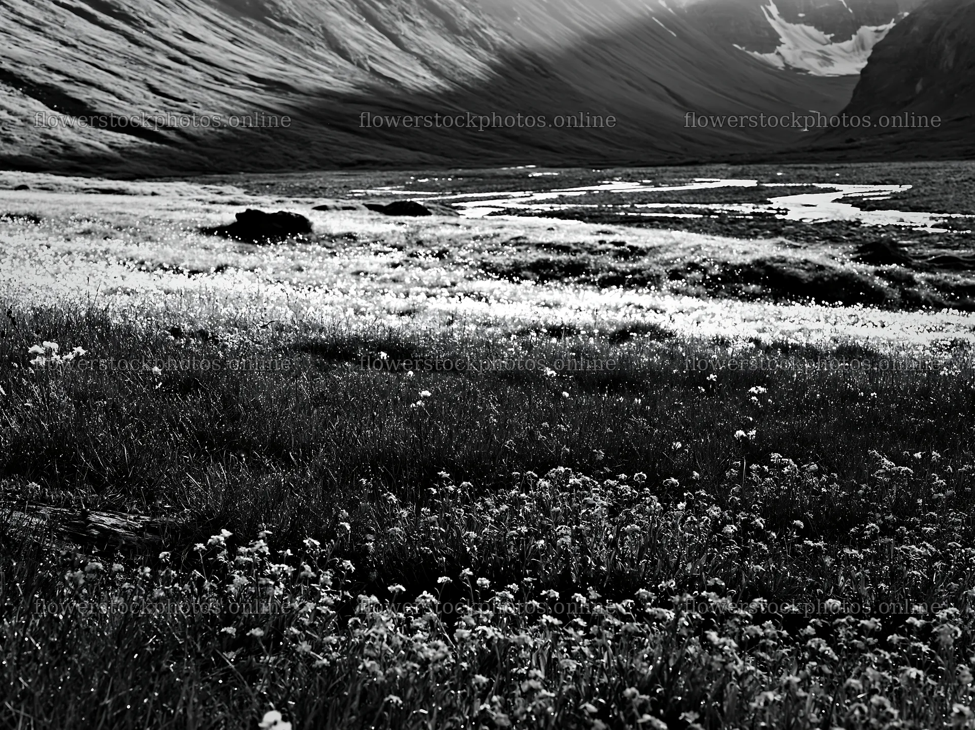 Climate-resilient meadow in a black and white setting – flower stock photos 9174x6866