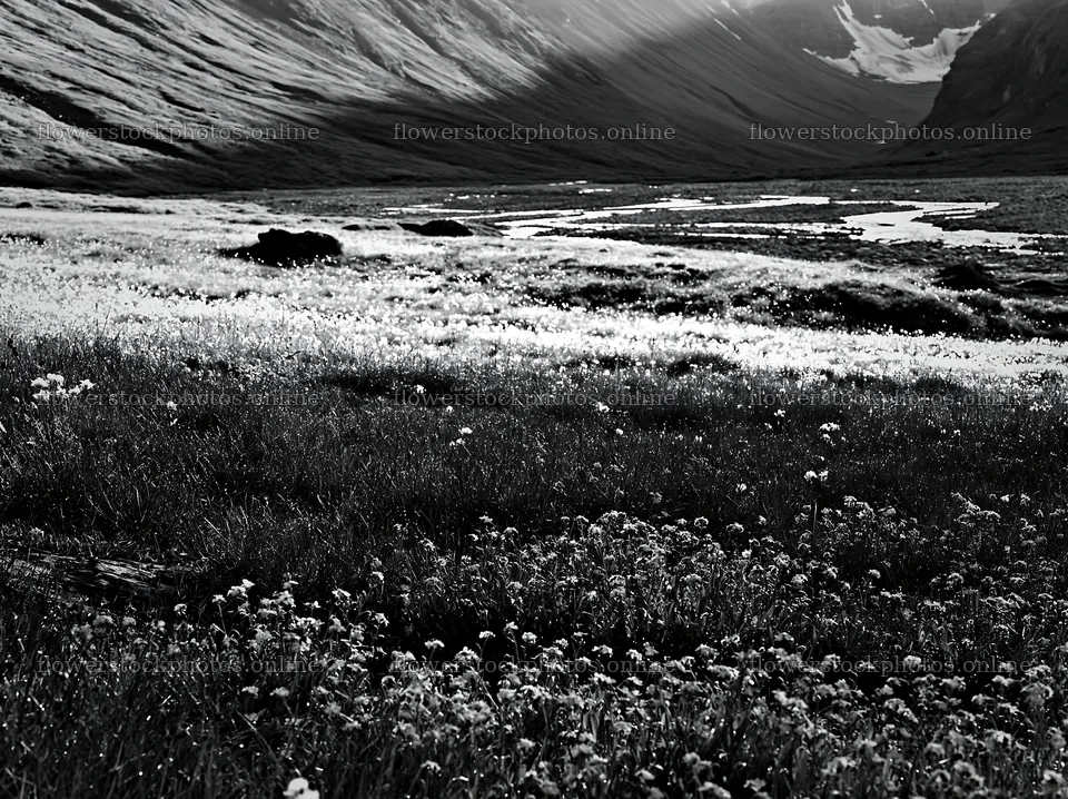 Climate-resilient meadow in a black and white setting – flower stock photos 9174x6866