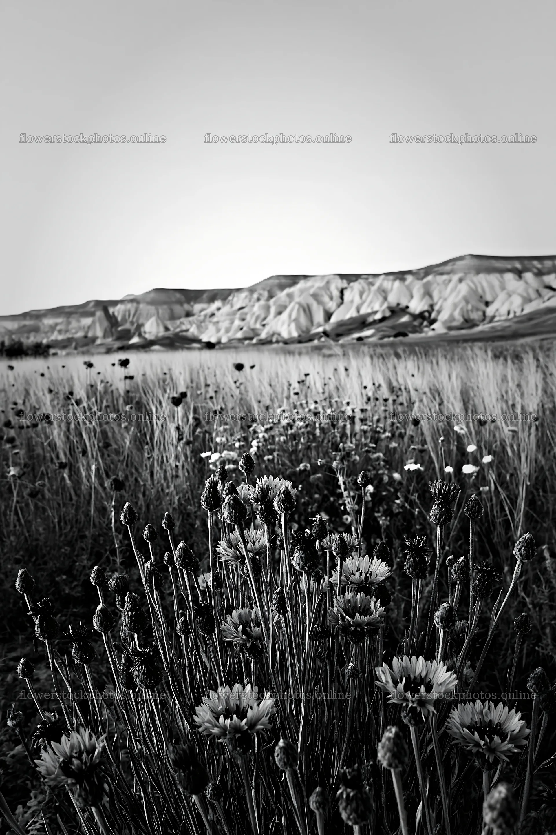 Cornflower meadow with hills in the background at dusk – flower stock photos 6480x9722
