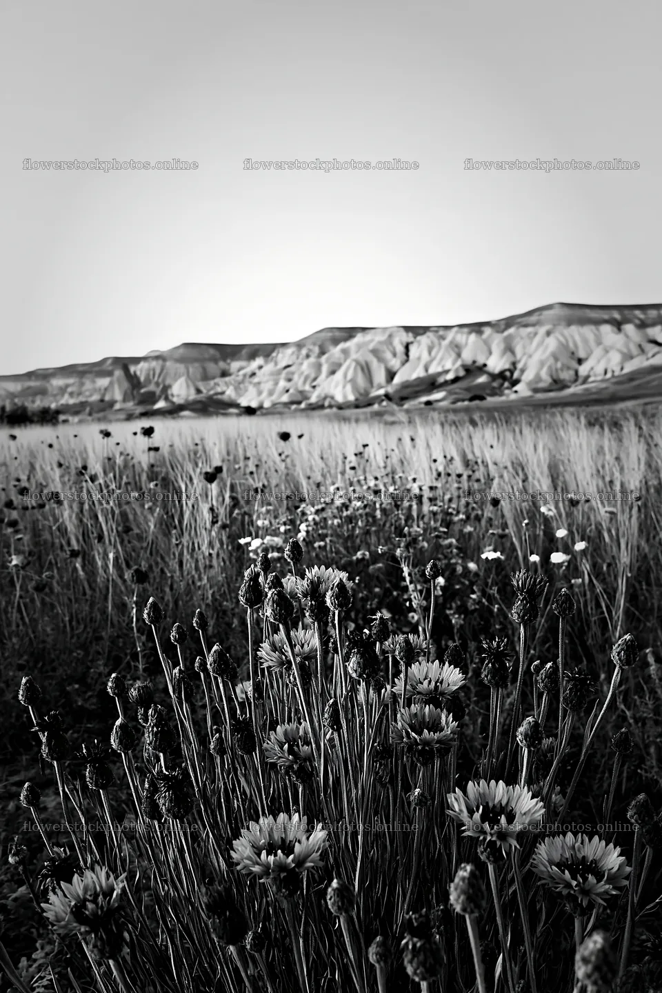 Cornflower meadow with hills in the background at dusk – flower stock photos 6480x9722