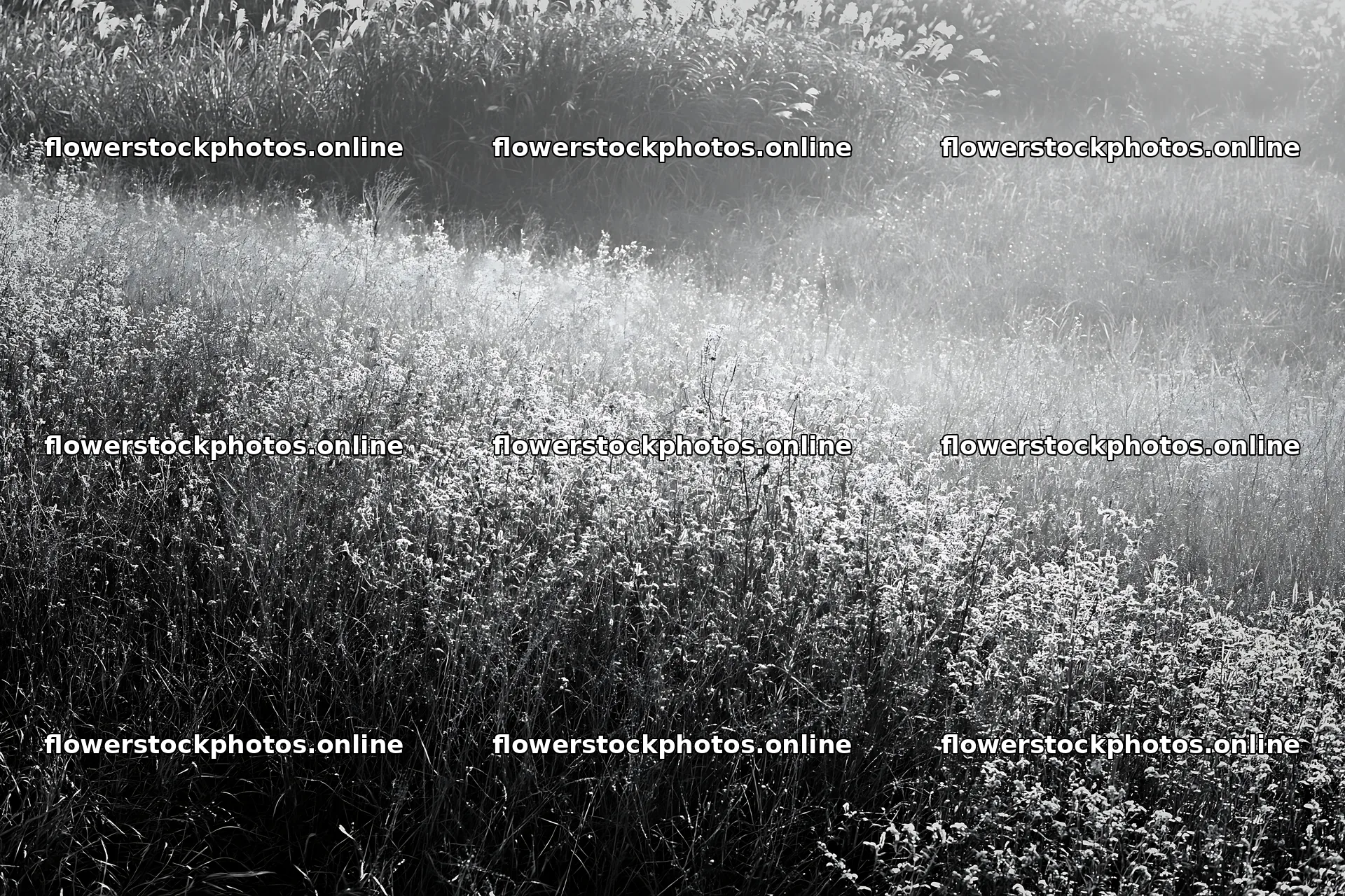 Tokyo urban biodiversity meadow with seedheads in morning light – flower stock photos 9722x6480