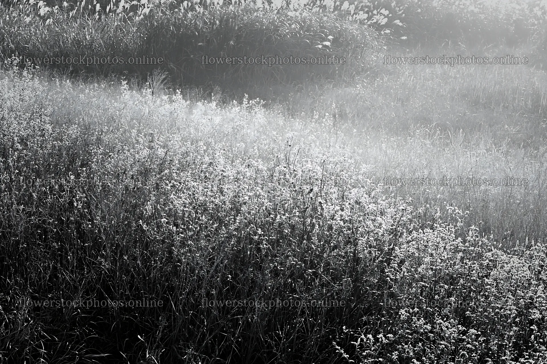 Tokyo urban biodiversity meadow with seedheads in morning light – flower stock photos 9722x6480