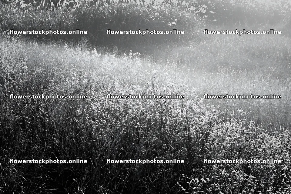 Tokyo urban biodiversity meadow with seedheads in morning light – flower stock photos 9722x6480