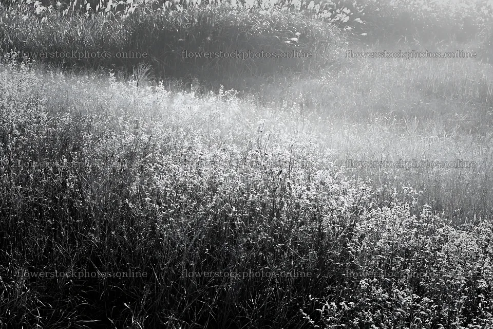 Tokyo urban biodiversity meadow with seedheads in morning light – flower stock photos 9722x6480