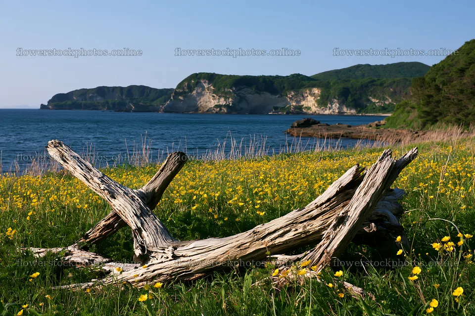 Coastal meadow with driftwood and flowers in Nagasaki – flower stock photos 9722x6480