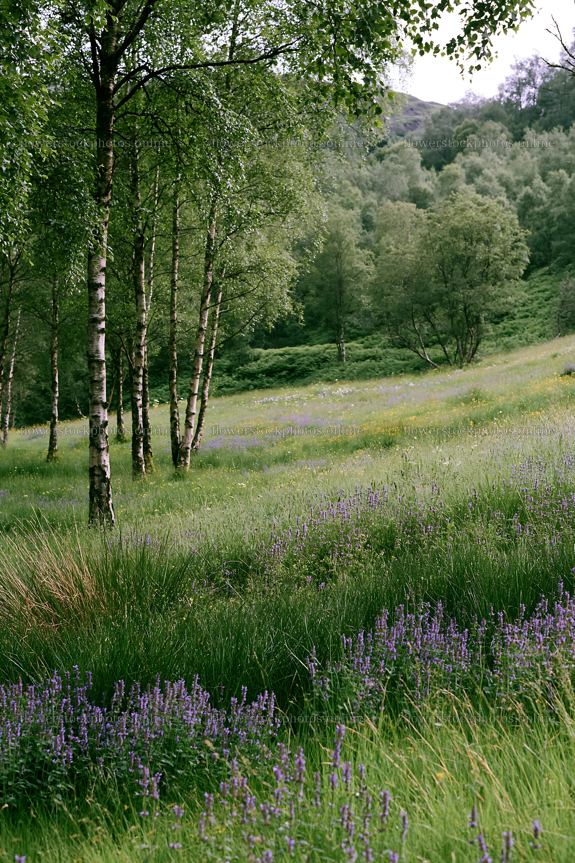 Meadow with flowers under birch woodland in the afternoon – flower stock photos 6480x9722