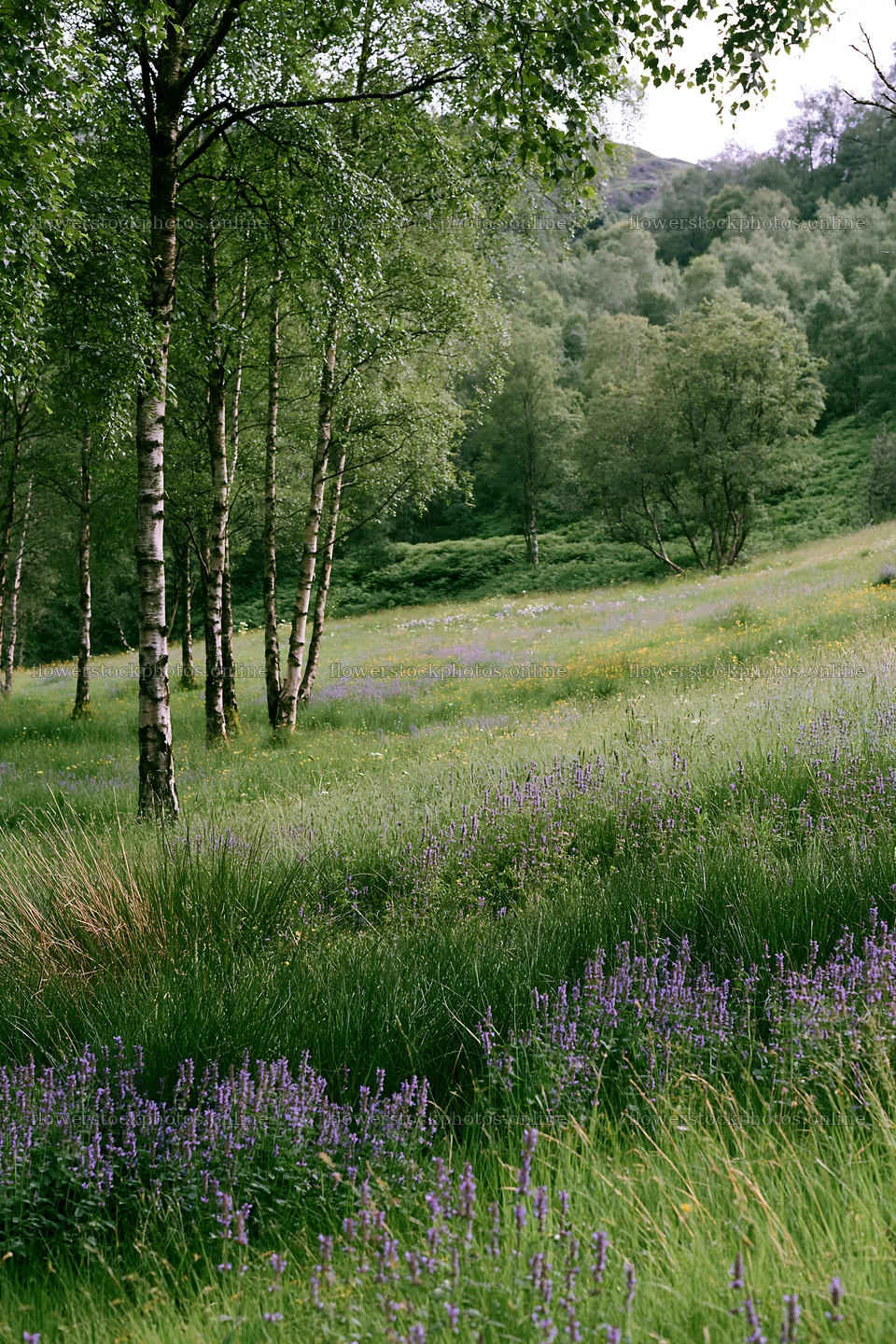 Meadow with flowers under birch woodland in the afternoon – flower stock photos 6480x9722