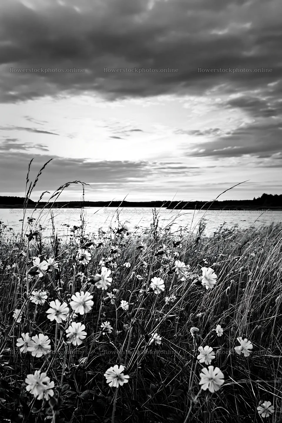 German lakeside meadow with flowers and cloudy sky – flower stock photos 6480x9722