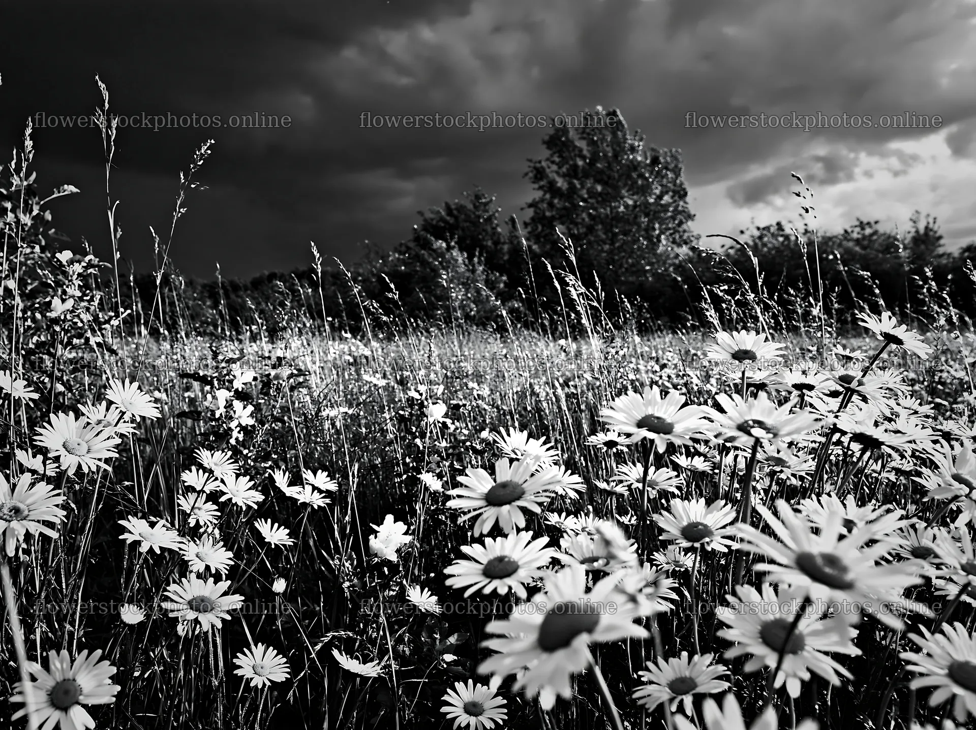 Daisies in a meadow under a dark sky – flower stock photos 9174x6866