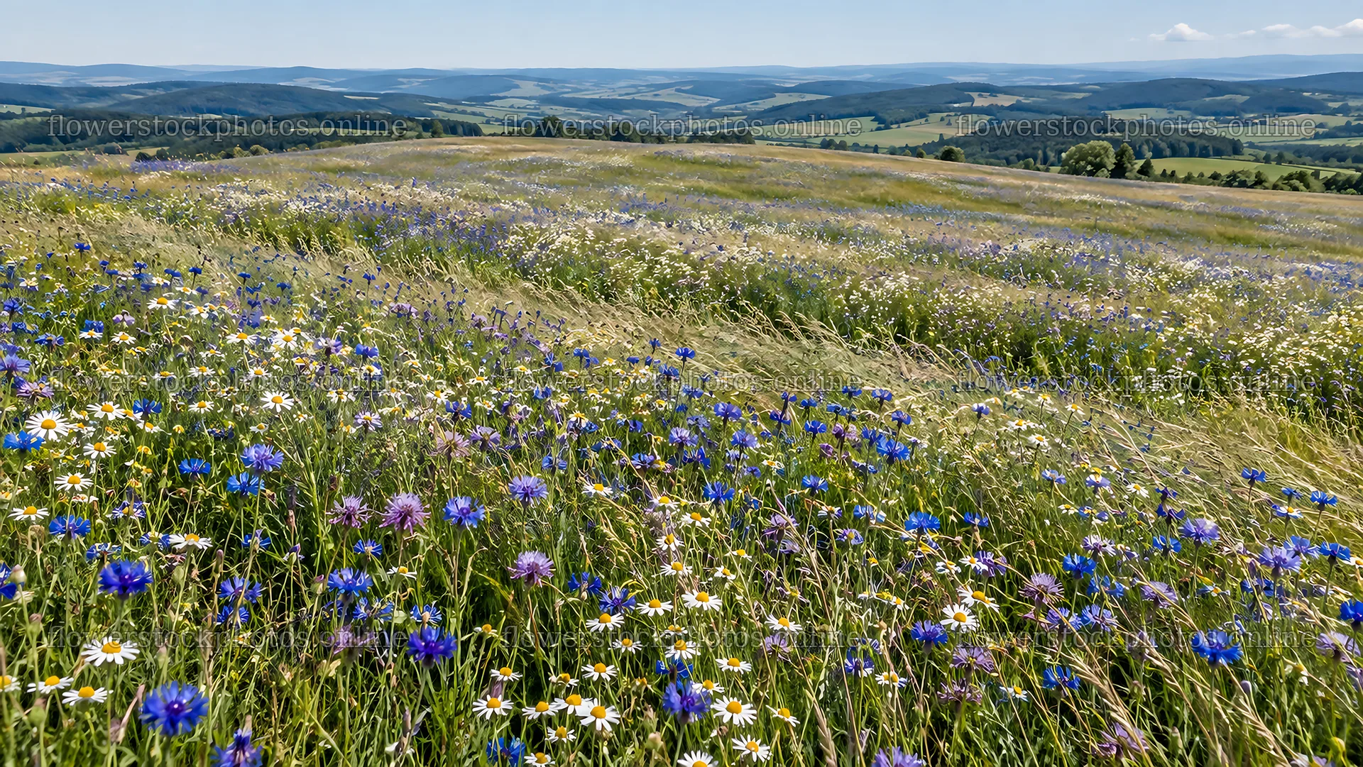 Colorful Wildflowers Across a Sunny Meadow – flower stock photos 10324x5812