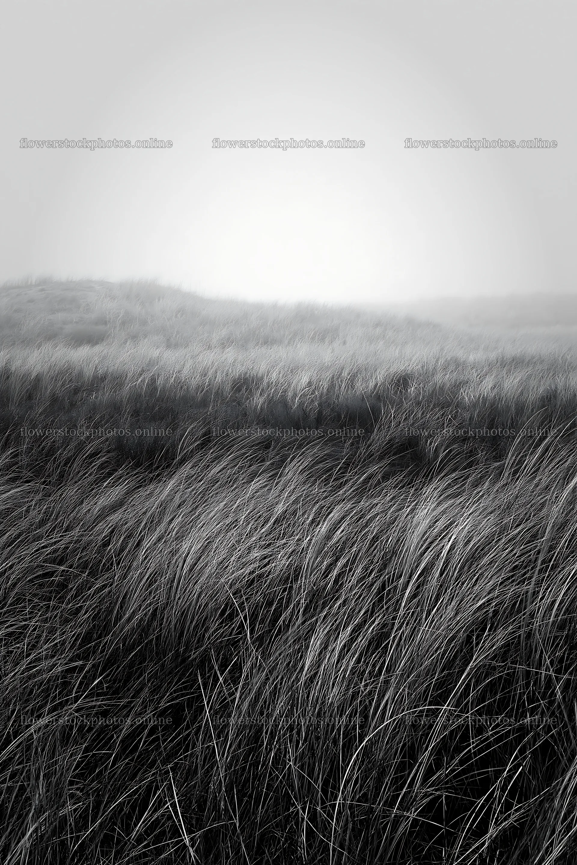Windy meadow with dune grasses in Tottori – flower stock photos 6480x9722