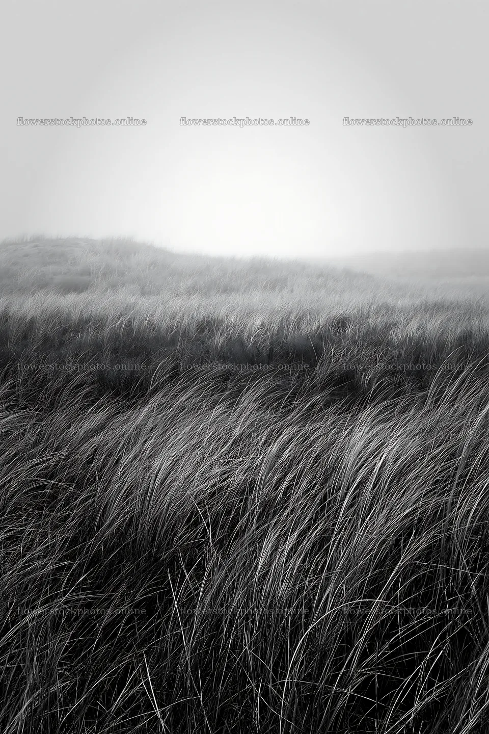 Windy meadow with dune grasses in Tottori – flower stock photos 6480x9722