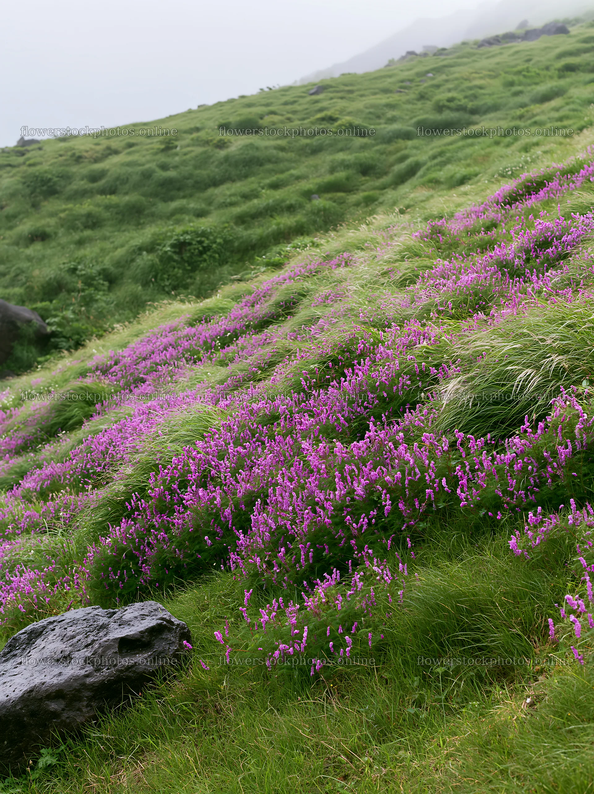 Aomori climate resilient meadow with boulder – flower stock photos 6866x9174