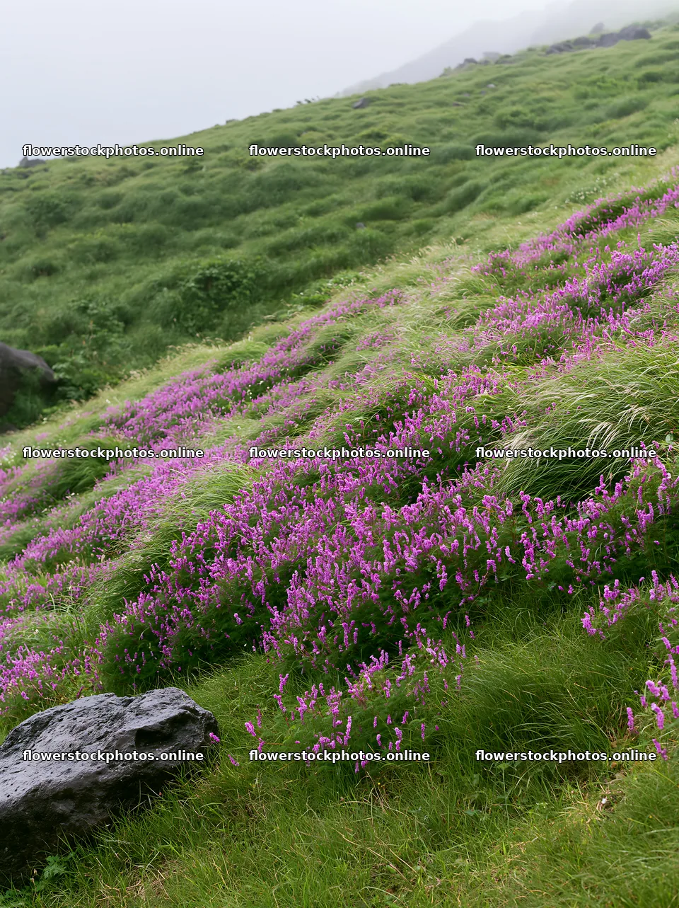 Aomori climate resilient meadow with boulder – flower stock photos 6866x9174
