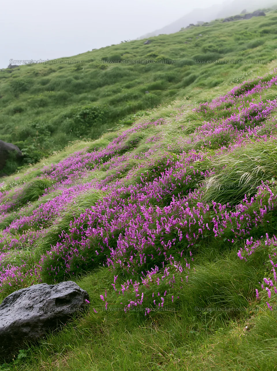 Aomori climate resilient meadow with boulder – flower stock photos 6866x9174