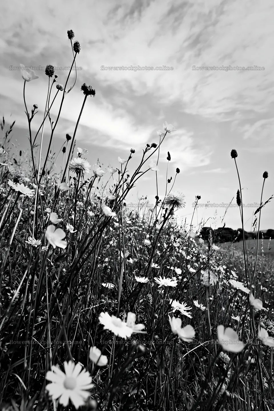 Buttercup hay meadow in Yorkshire Dales – flower stock photos 6480x9722
