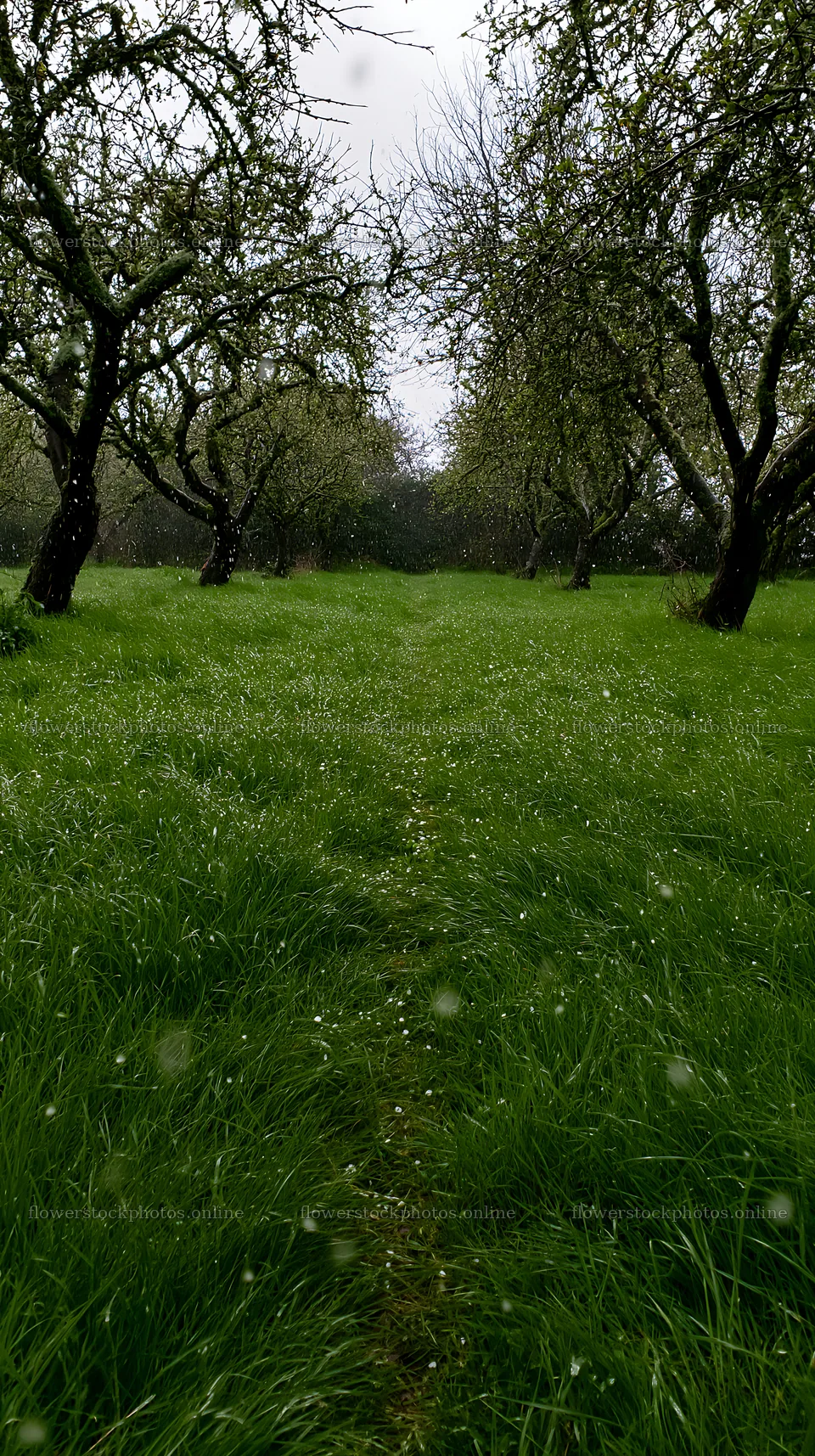 Moody orchard meadow in springtime under gray skies – flower stock photos 5938x10608