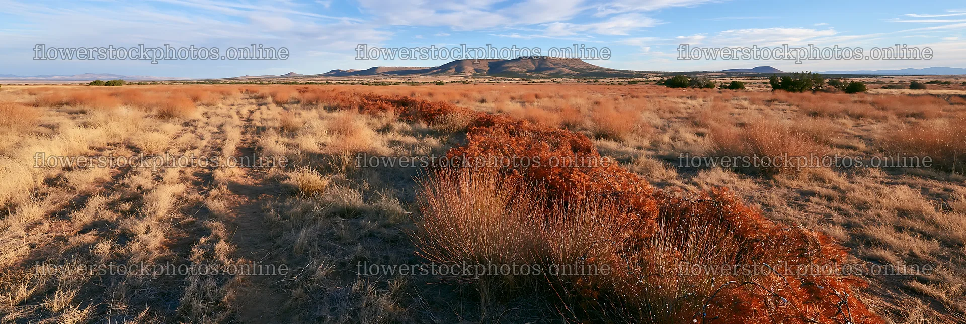 Expansive meadow with drought tolerant plants in a Christmas setting – flower stock photos 13690x4602