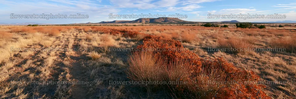 Expansive meadow with drought tolerant plants in a Christmas setting – flower stock photos 13690x4602