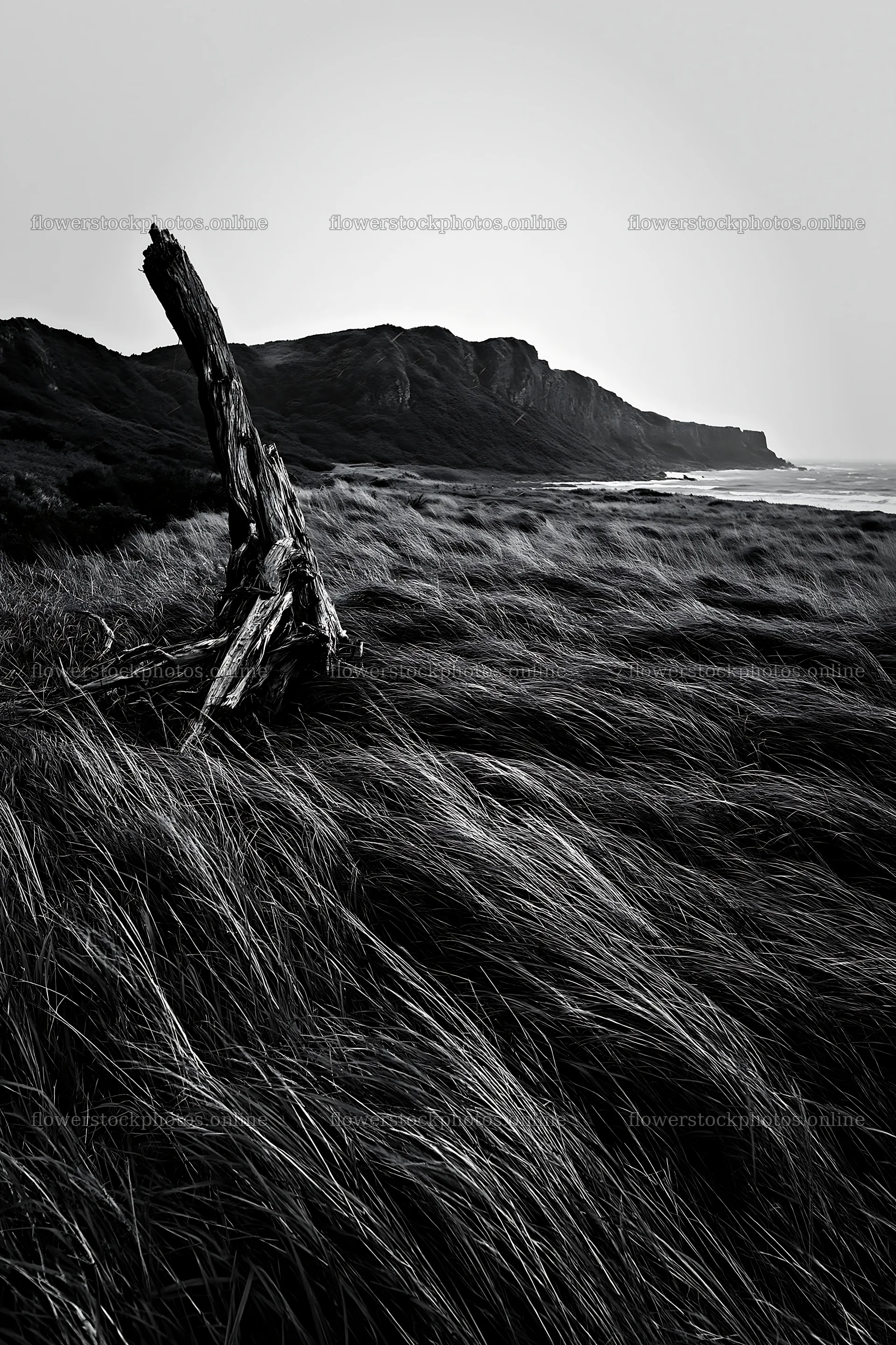 Ishikawa coastal meadow storm washed driftwood in grass – flower stock photos 6480x9722