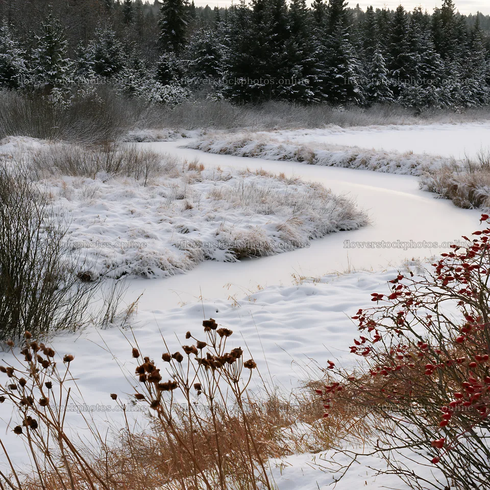 Snowy meadow with stream and trees in winter landscape – flower stock photos 7938x7938