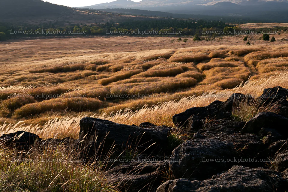 Kumamoto volcanic meadow dark rock foreground with grassy hills – flower stock photos 9722x6480
