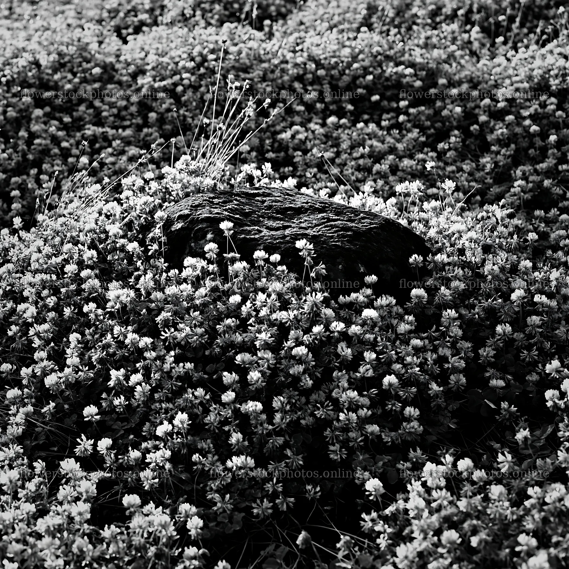 Miyagi spring recovery meadow mossy stone in blooming flowers – flower stock photos 7938x7938