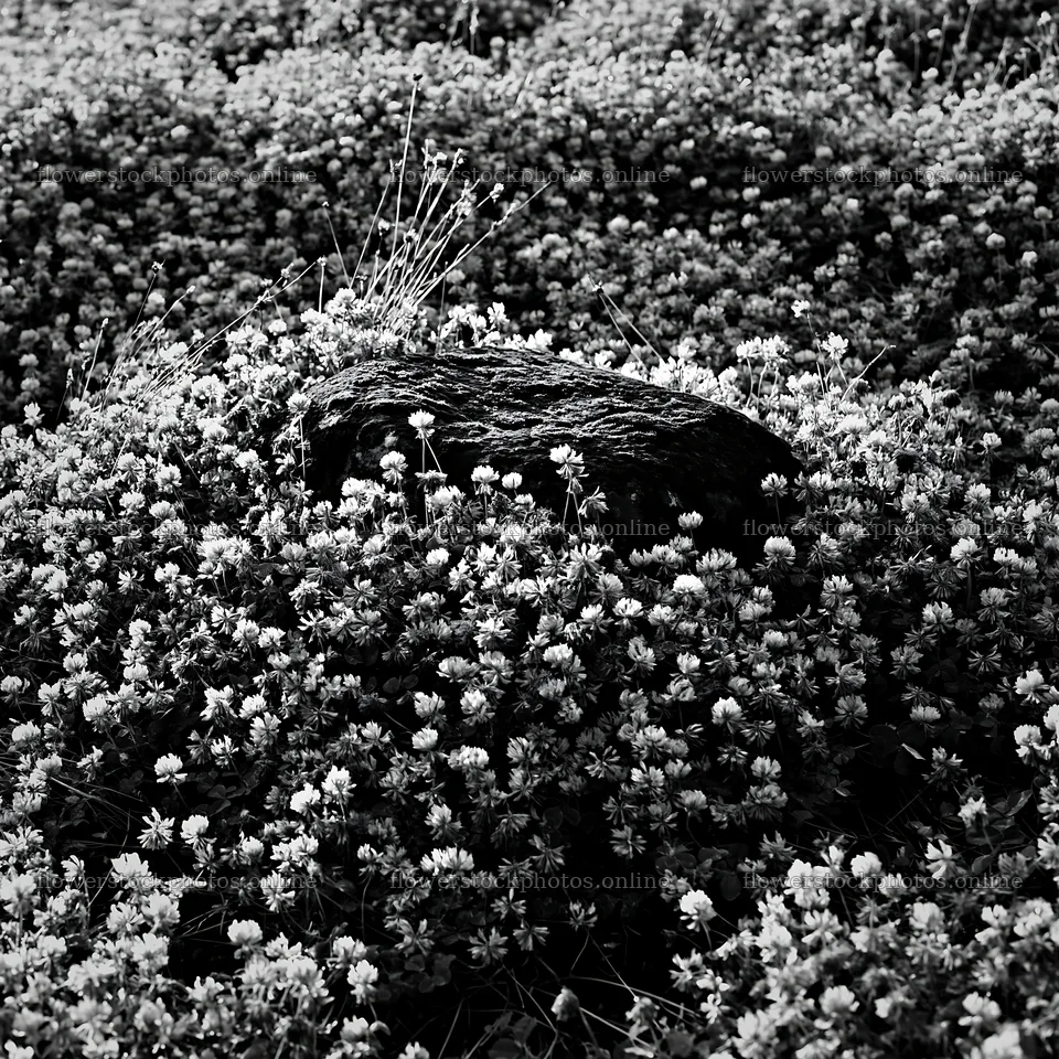 Miyagi spring recovery meadow mossy stone in blooming flowers – flower stock photos 7938x7938