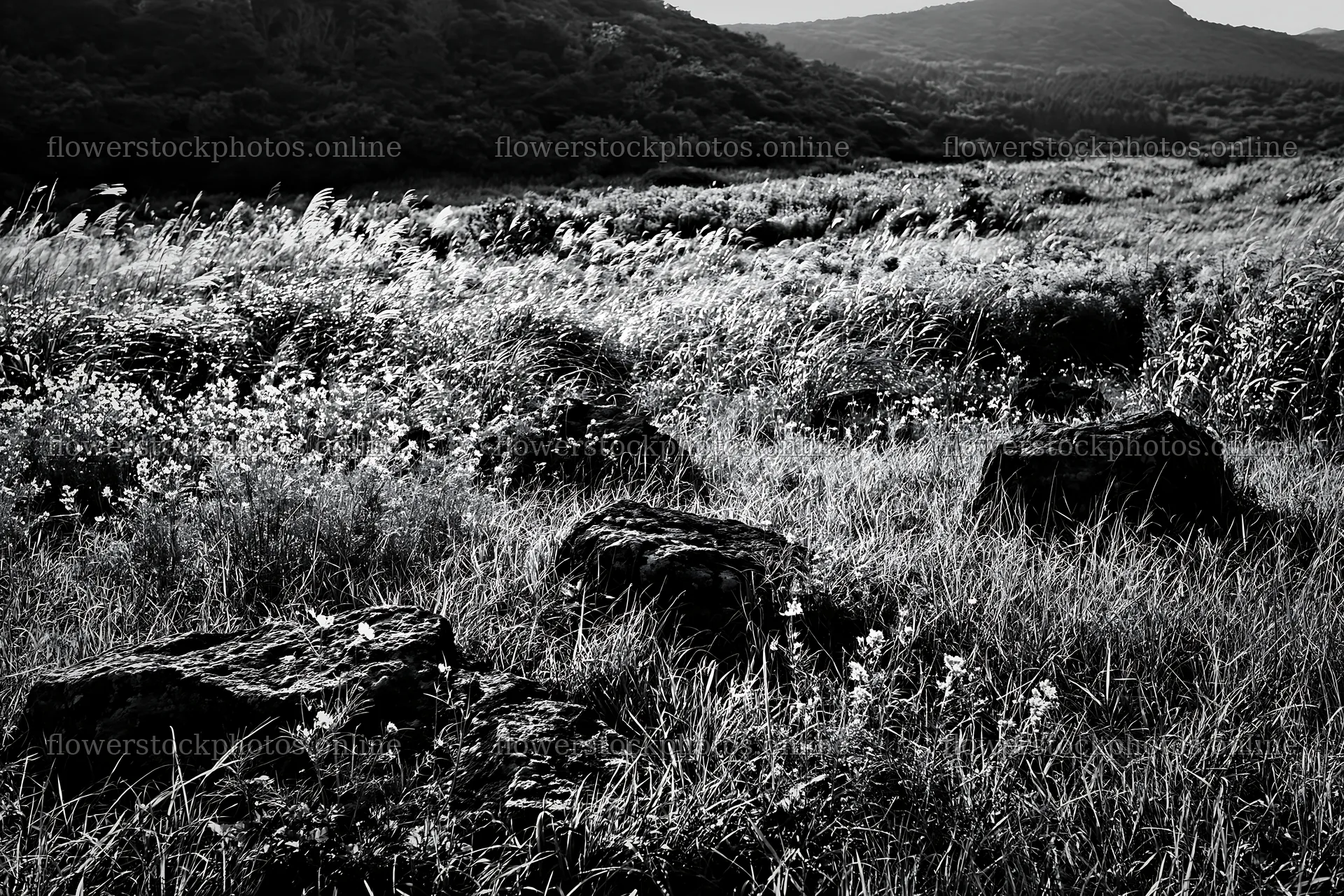 Kanagawa volcanic stones in a resilient meadow landscape – flower stock photos 9722x6480