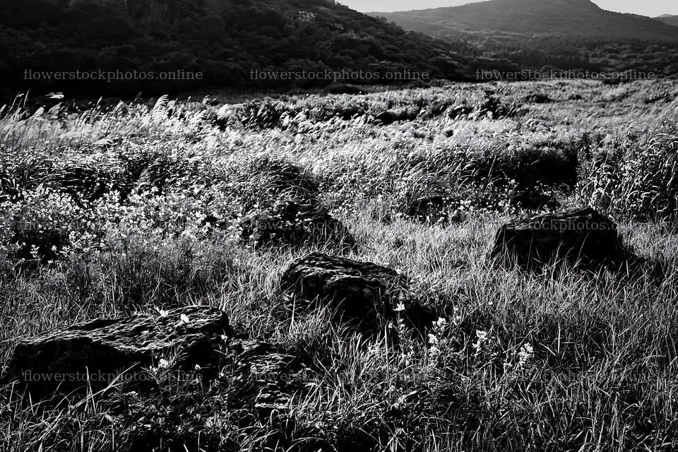 Kanagawa volcanic stones in a resilient meadow landscape – flower stock photos 9722x6480