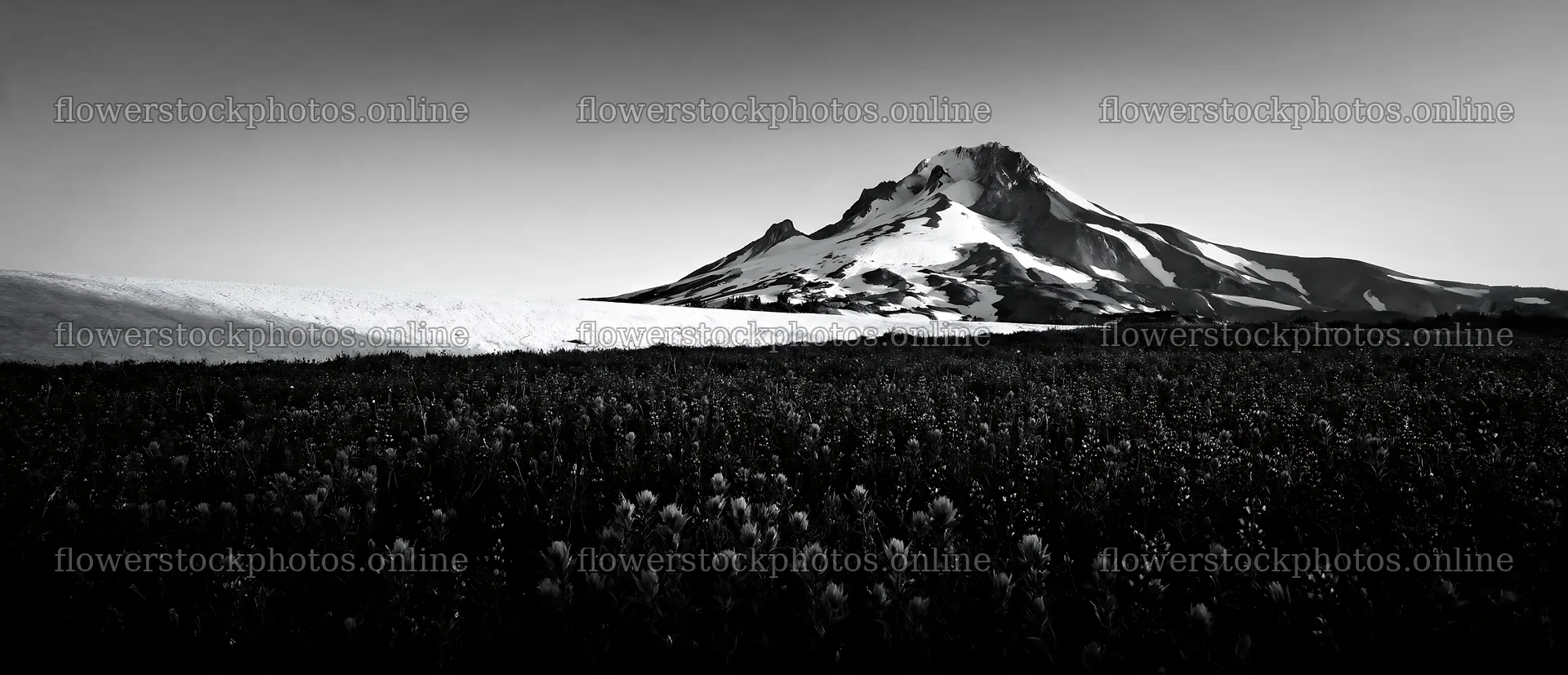 Paintbrush lupine meadow near a snowy mountain – flower stock photos 12094x5210