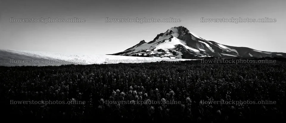 Paintbrush lupine meadow near a snowy mountain – flower stock photos 12094x5210