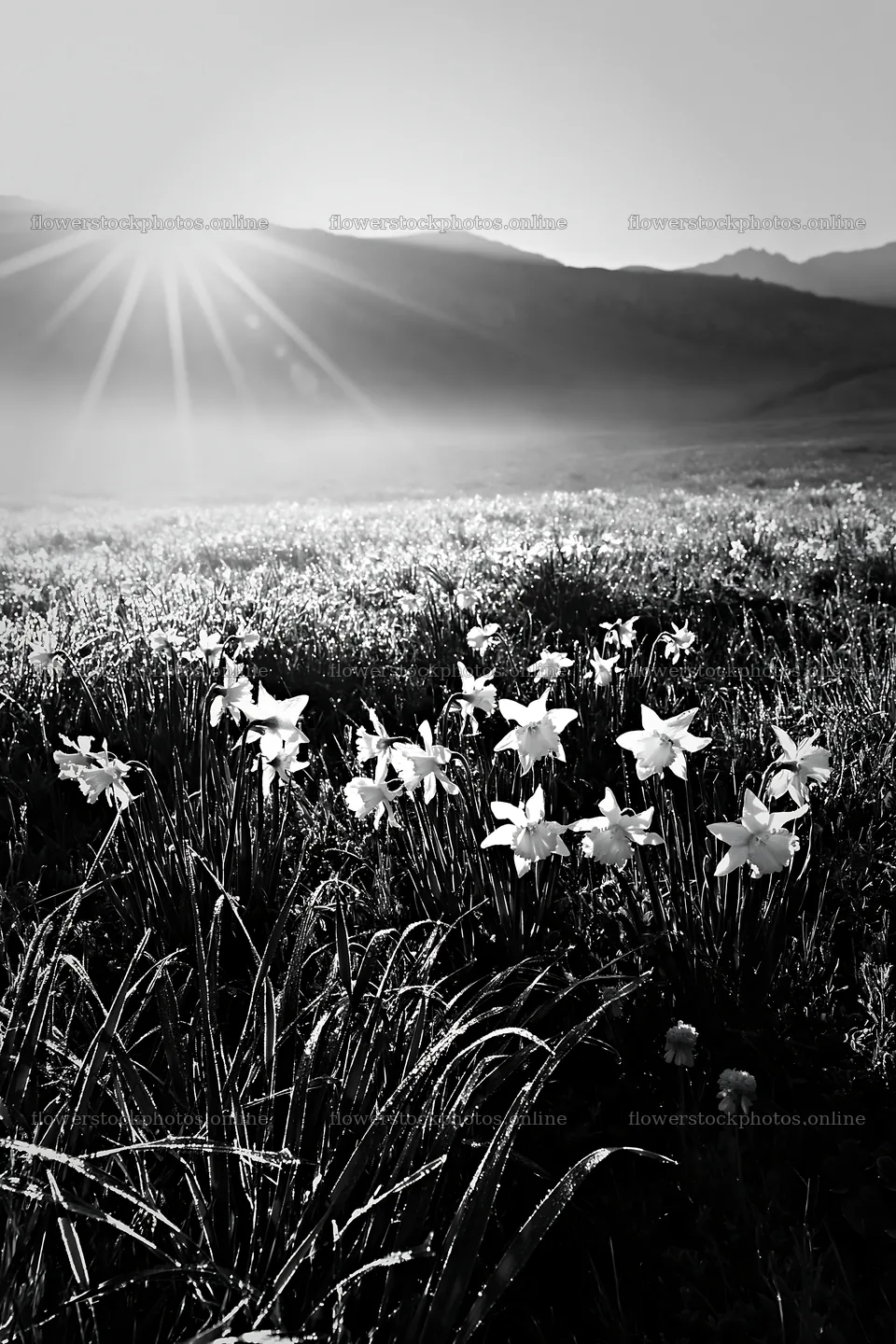 Sunrays shine over Picos de Europa meadow with blooming flowers – flower stock photos 6480x9722