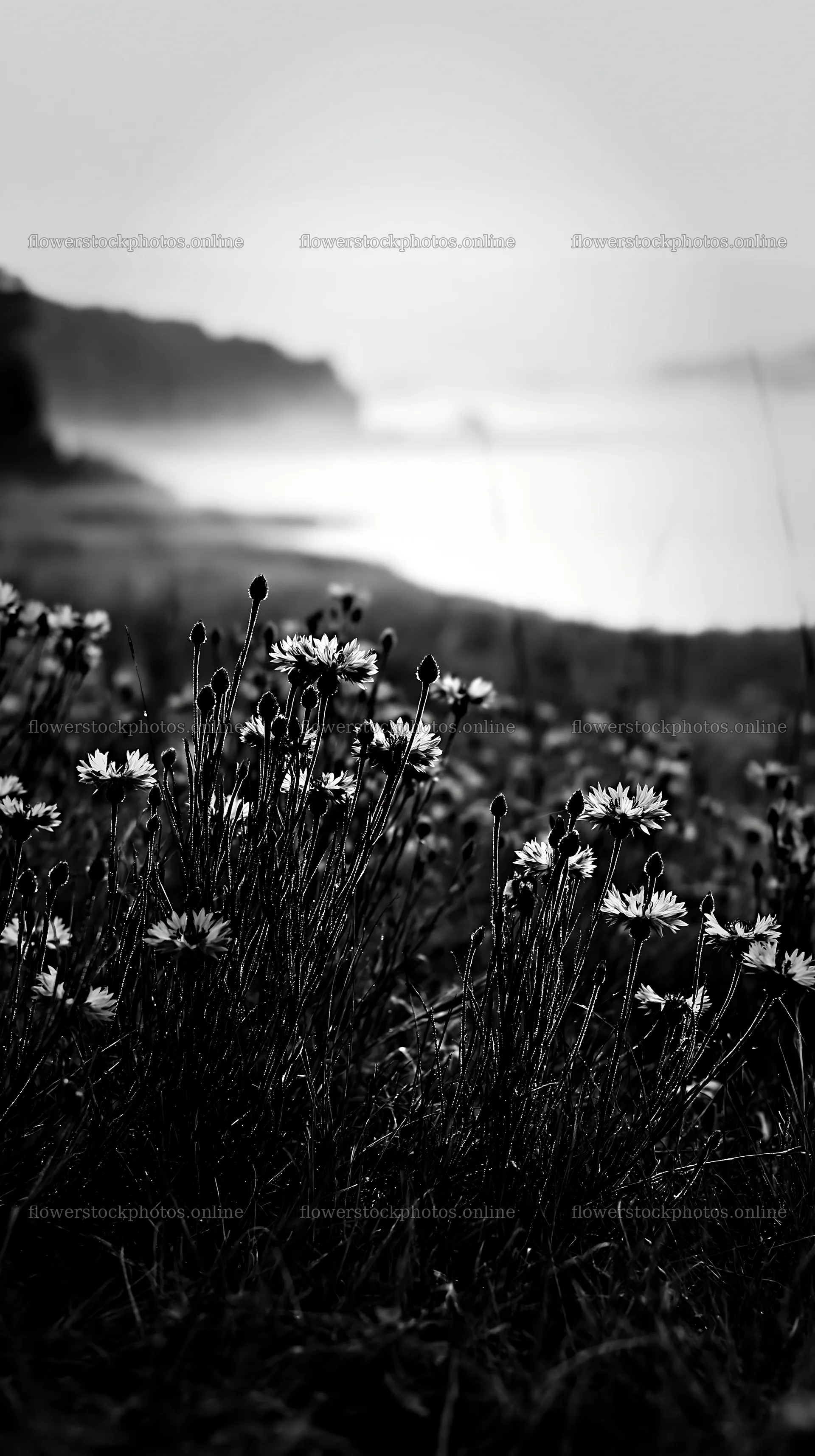 Blooming flowers in a German lakeside meadow – flower stock photos 5938x10608