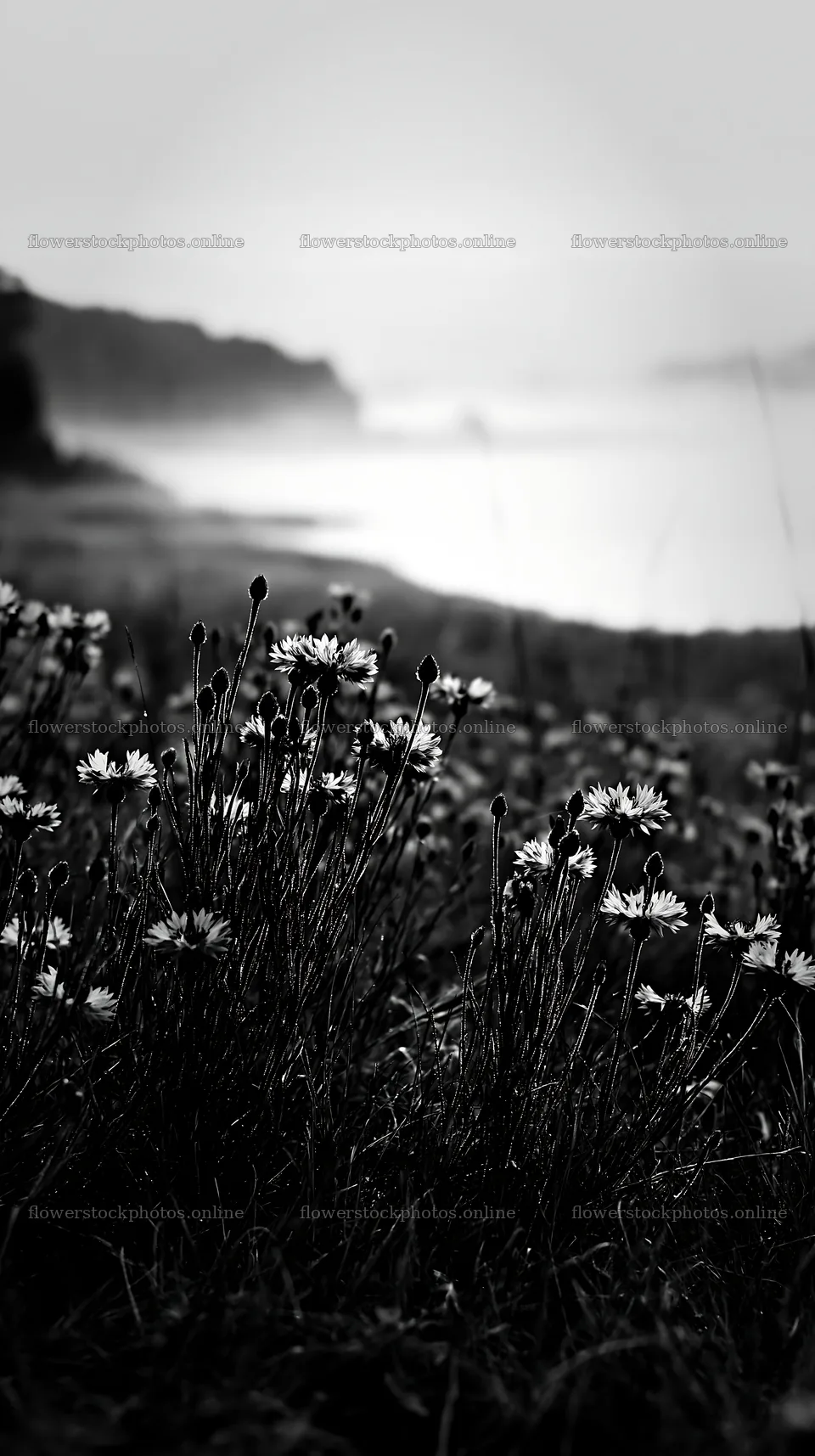 Blooming flowers in a German lakeside meadow – flower stock photos 5938x10608