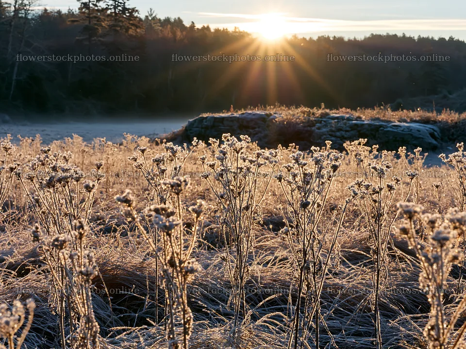 Frosty meadow sunrise with sunlight over grass and plants – flower stock photos 9174x6866