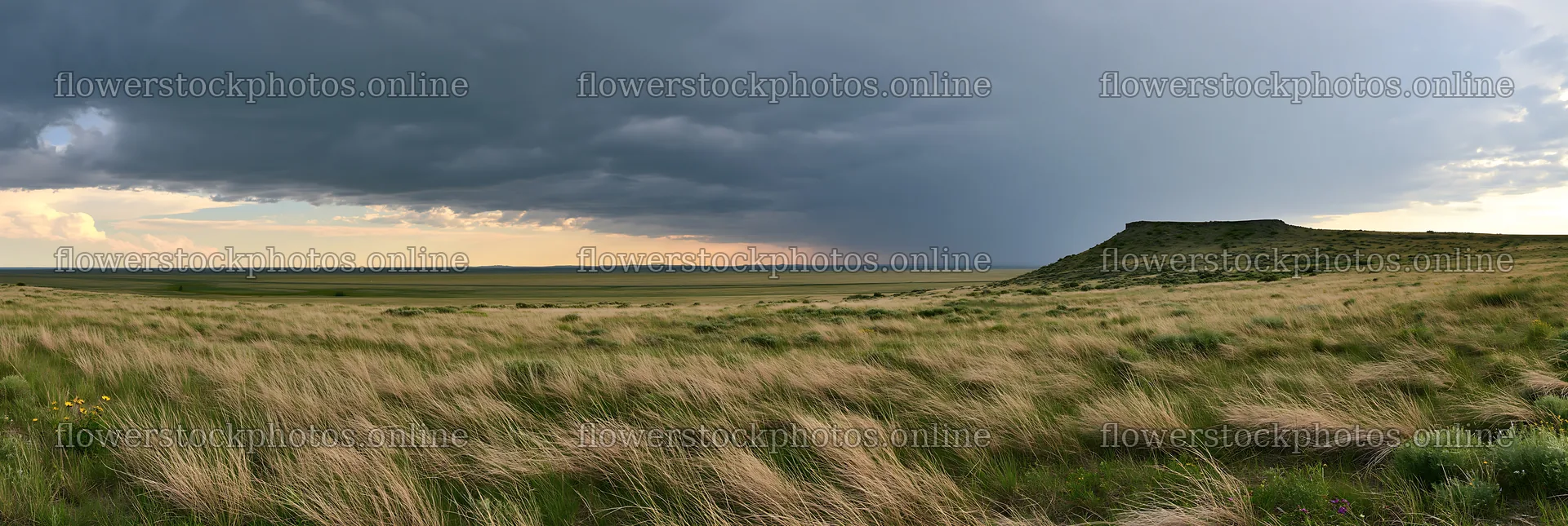 Climate-resilient meadow under cloudy sky with distant rain – flower stock photos 13690x4602