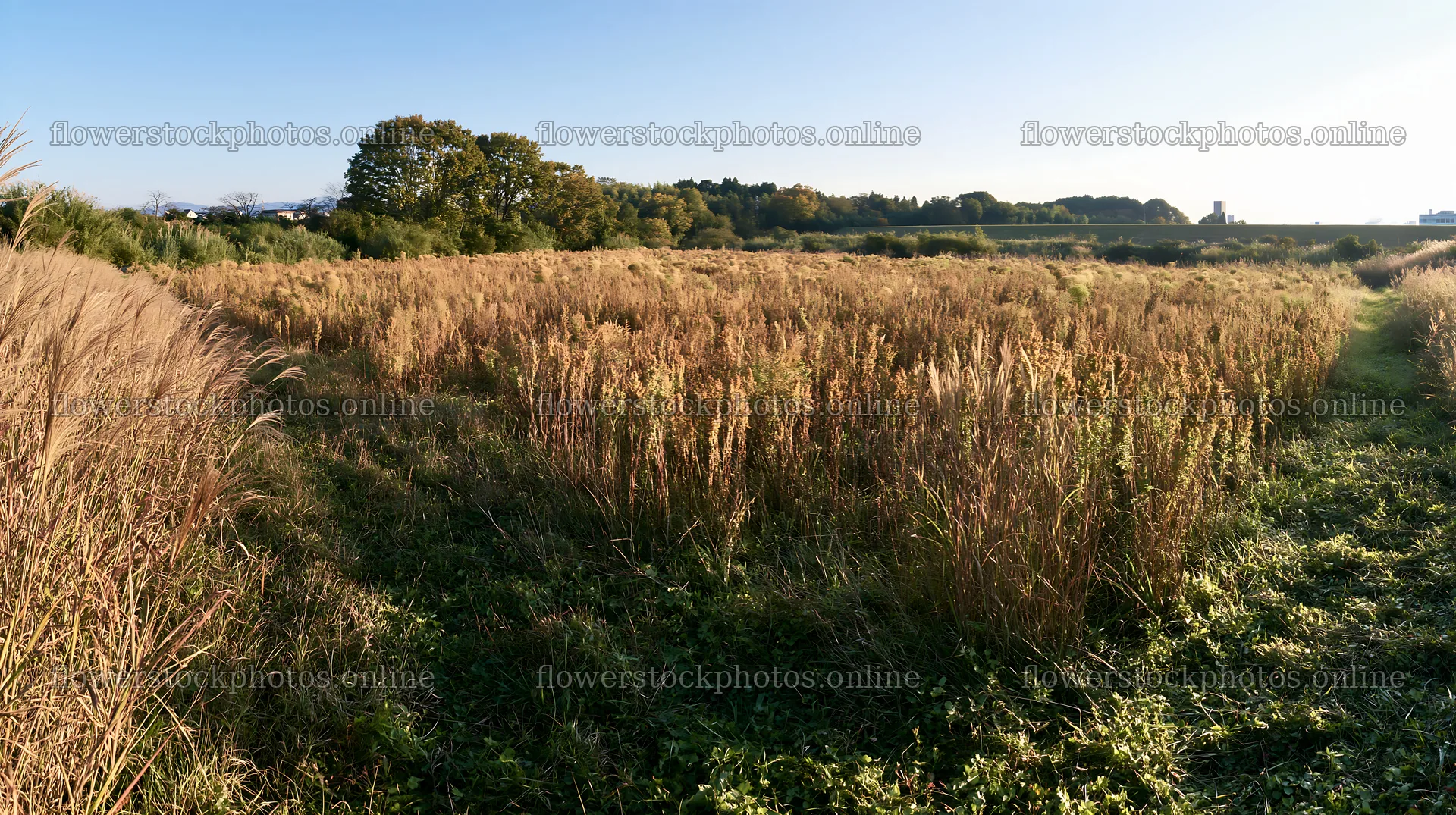 Restored meadow in Aichi with autumn seedheads – flower stock photos 10608x5938
