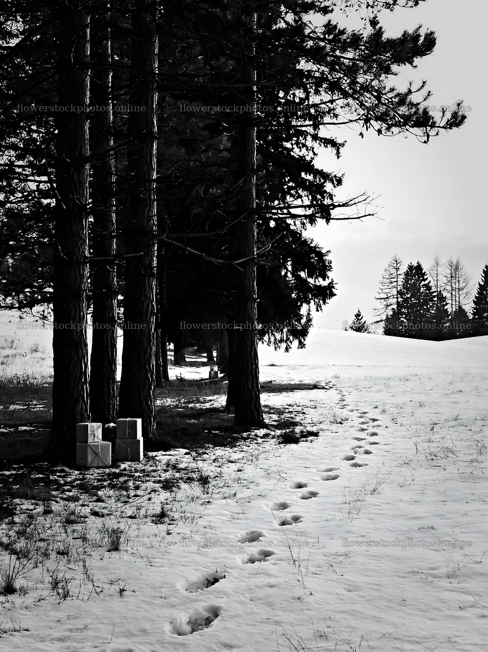 Packages on snowy path through trees in a meadow – flower stock photos 6866x9174