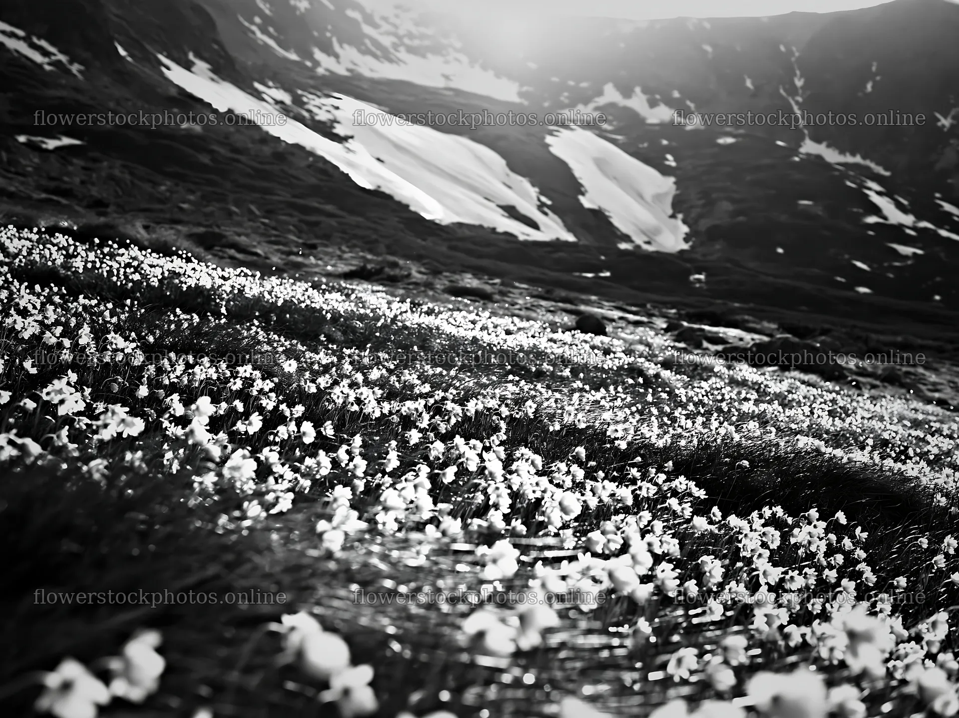 Spring snowmelt reveals flowers in Tatra mountains meadow – flower stock photos 9174x6866