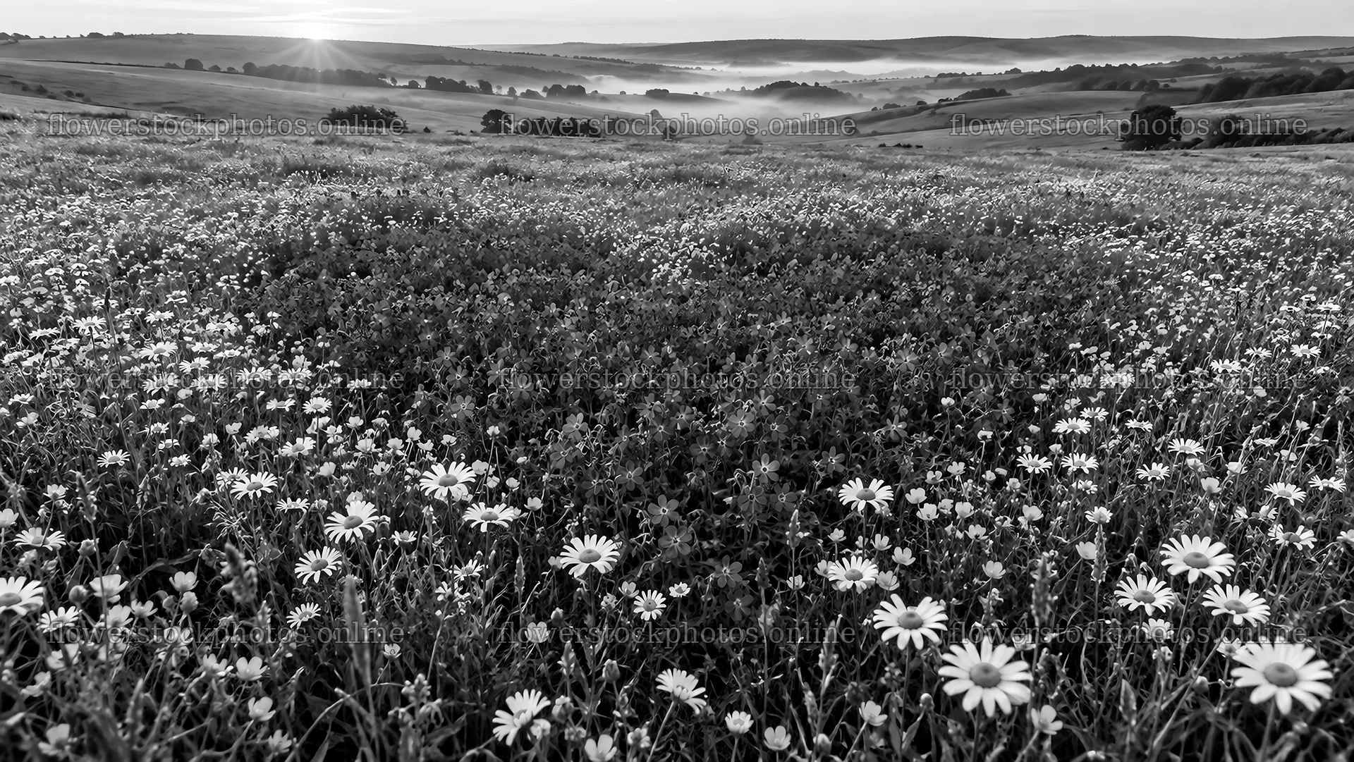 Black and White Wildflowers Across Rolling Hills – flower stock photos 10324x5812