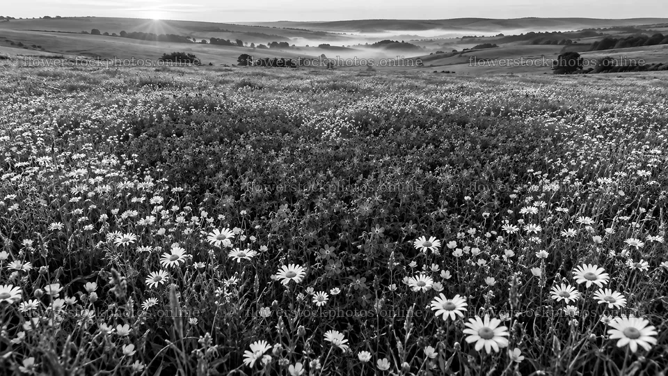 Black and White Wildflowers Across Rolling Hills – flower stock photos 10324x5812