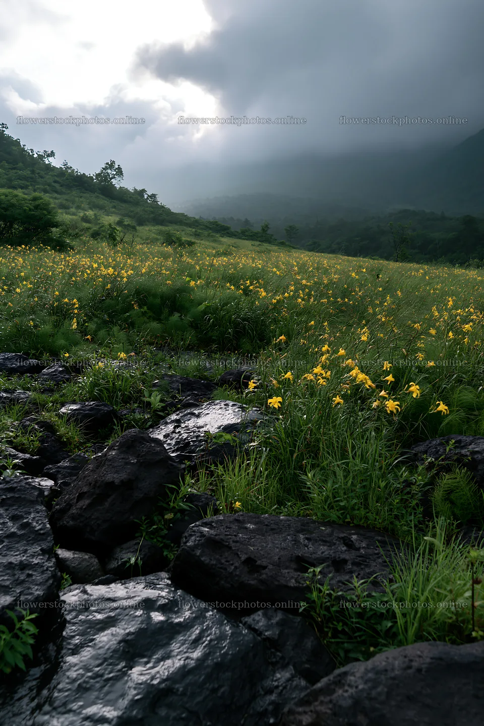 Yamanashi regenerative meadow with basalt stones in cloudy weather – flower stock photos 6480x9722