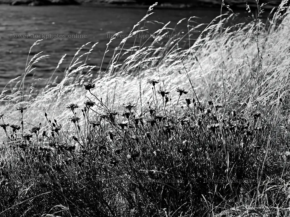 German lakeside meadow with flowers and tall grass by the water – flower stock photos 9174x6866