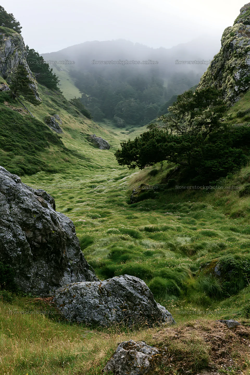 Wooded valley meadow with rocky cliffs and fog – flower stock photos 6480x9722