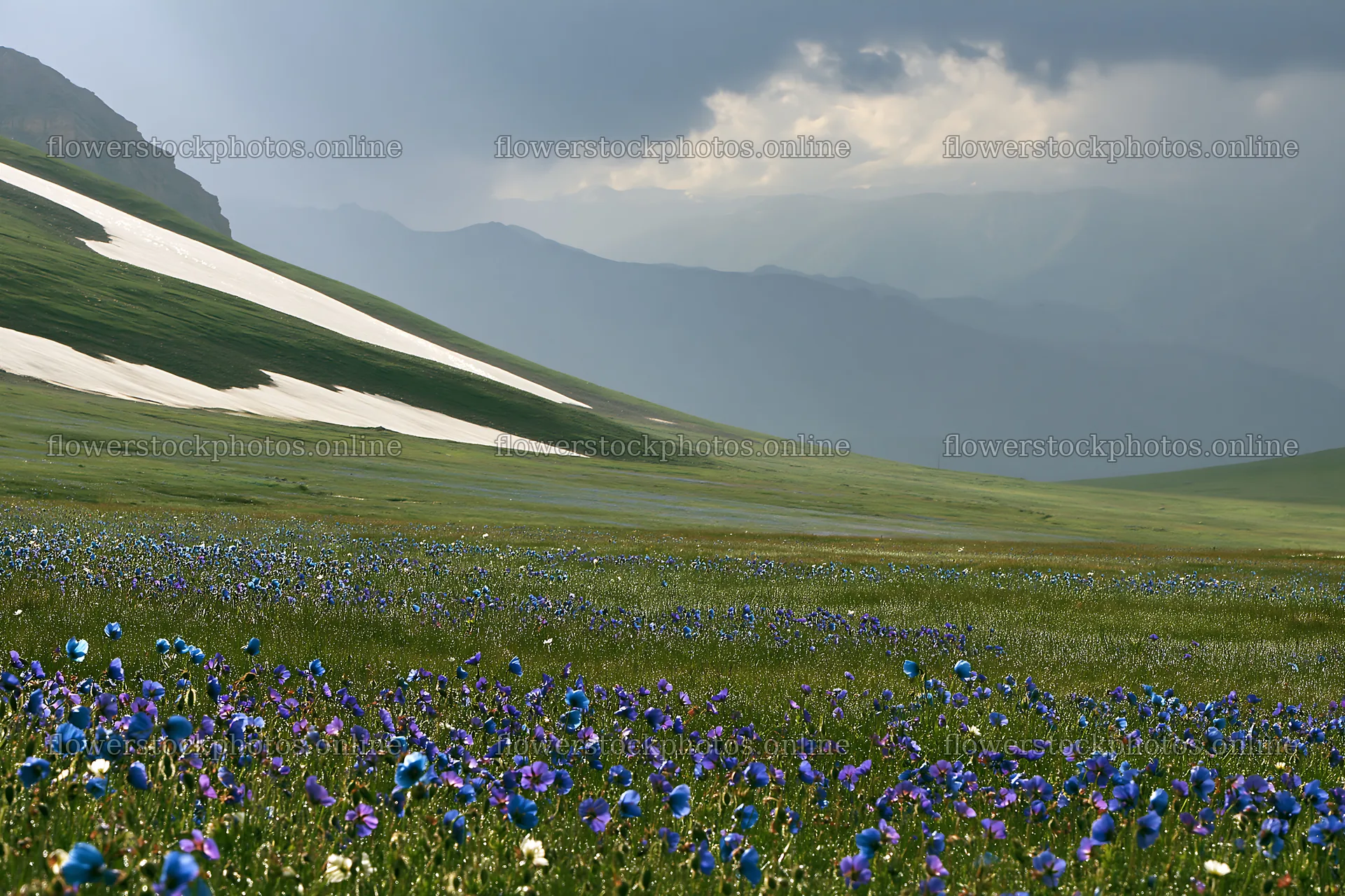 Snowline meadow with blue flowers and mountains in the background – flower stock photos 9722x6480