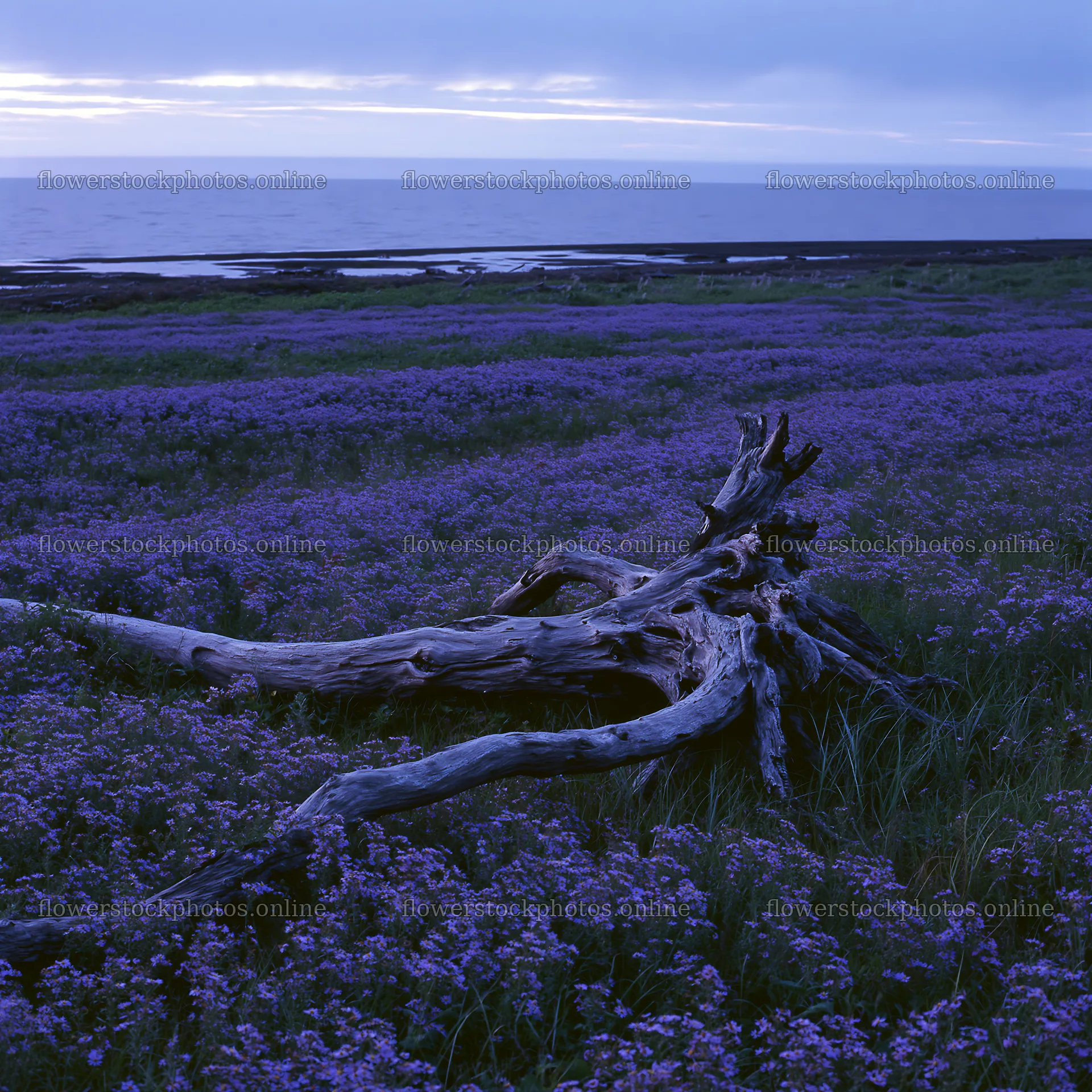 Ishikawa coastal meadow storm washed driftwood in the landscape – flower stock photos 7938x7938