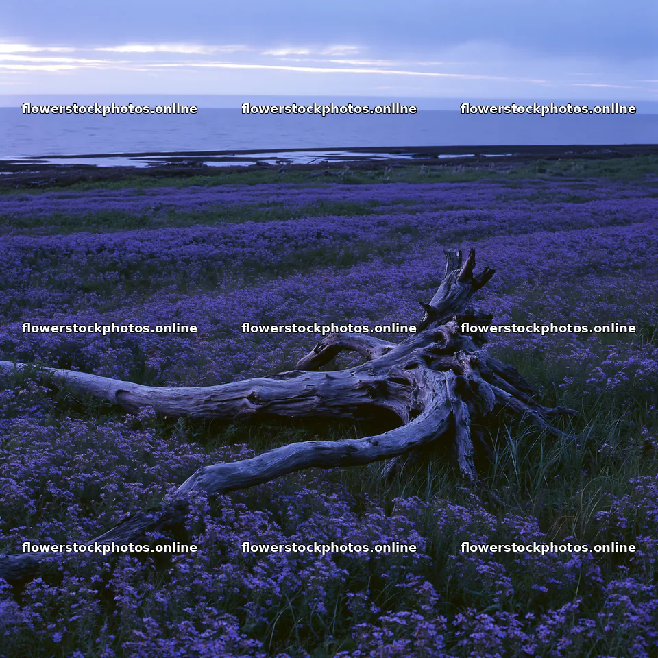 Ishikawa coastal meadow storm washed driftwood in the landscape – flower stock photos 7938x7938